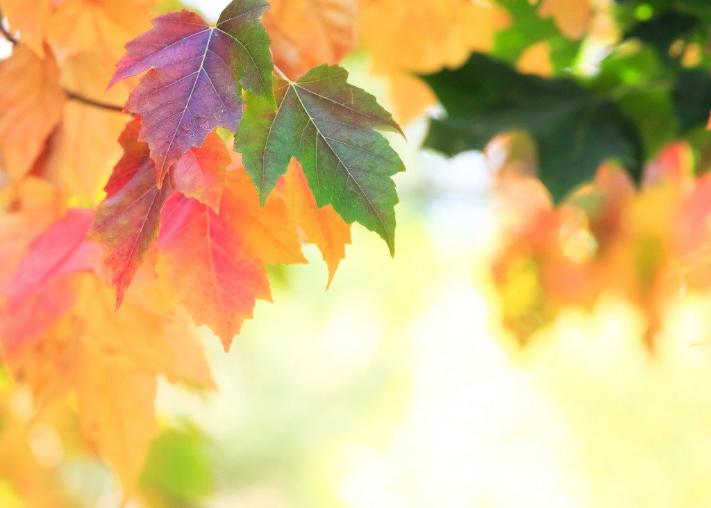 closeup shot of autumn leaves in the tree