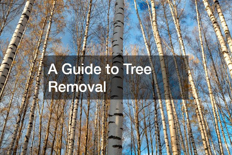A Guide to Tree Removal - Dave & Tom